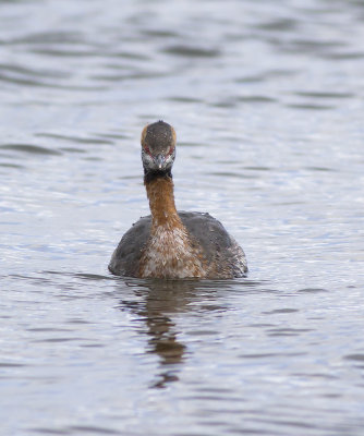Kuifduiker / Horned Grebe