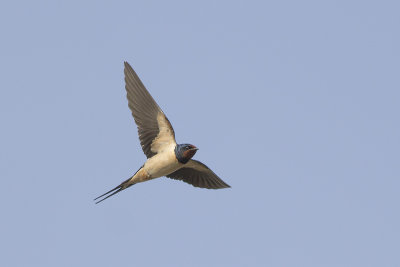Boerenzwaluw / Barn Swallow