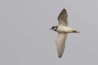 Kleine Plevier / Little Ringed Plover