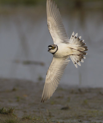 Kleine Plevier / Little Ringed Plover