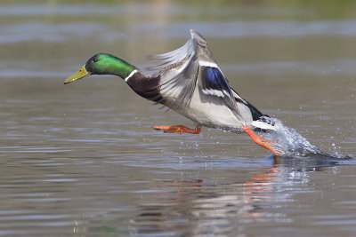 Wilde Eend / Mallard