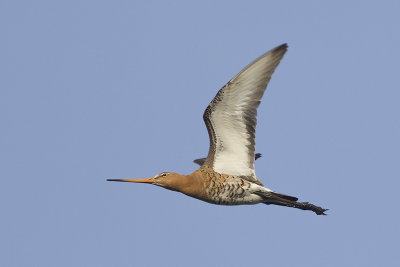 Grutto / Black-tailed Godwit