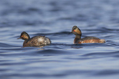 Geoorde Futen / Black-necked Grebes