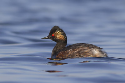 Geoorde Fuut / Black-necked Grebe