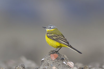 Gele Kwikstaart / Yellow Wagtail