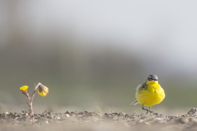 Gele Kwikstaart / Yellow Wagtail