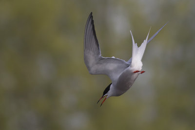 Visdief / Common Tern