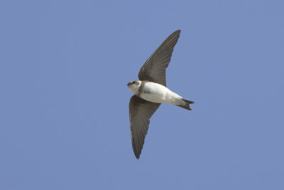Oeverzwaluw / Sand Martin