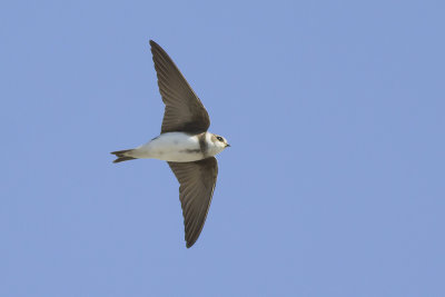 Oeverzwaluw / Sand Martin