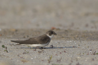 Oeverzwaluw / Sand Martin