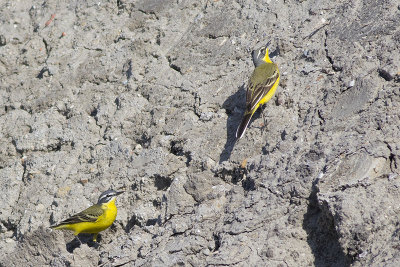 Gele Kwikstaarten / Yellow Wagtails
