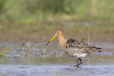 Grutto / Black-tailed Godwit