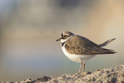 Kleine Plevier / Little Ringed Plover