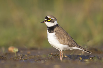 Kleine Plevier / Little Ringed Plover