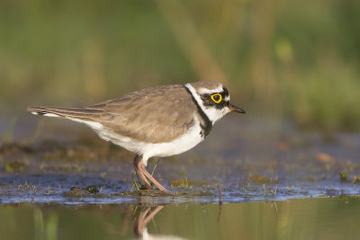 Kleine Plevier / Little Ringed Plover