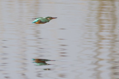 IJsvogel / Common Kingfisher