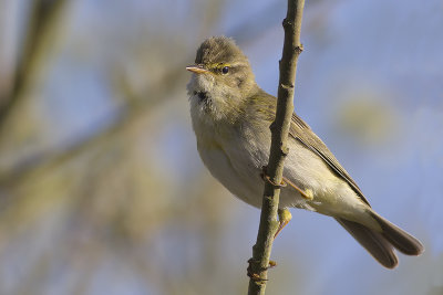 Fitis / Willow Warbler