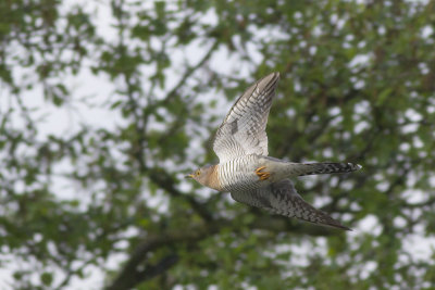 Koekoek / Common Cuckoo
