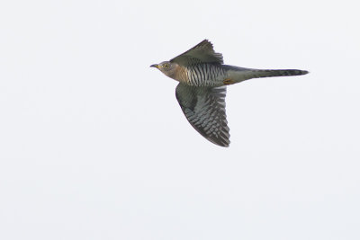 Koekoek / Common Cuckoo