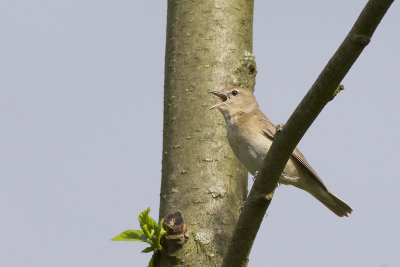 Tuinfluiter / Garden Warbler