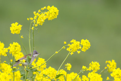 Grasmus / Common Whitethroat