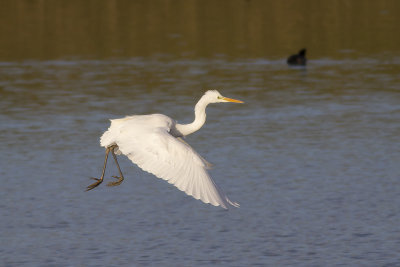 Grote Zilverreiger / Great Egret