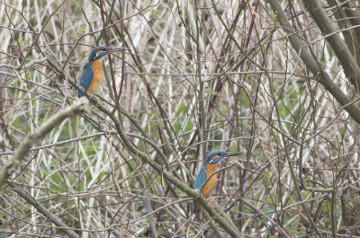 IJsvogel / Common Kingfisher