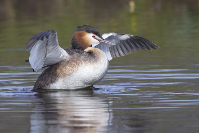 Fuut / Great Crested Grebe
