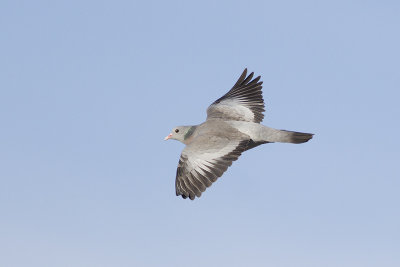 Holenduif / Stock Dove