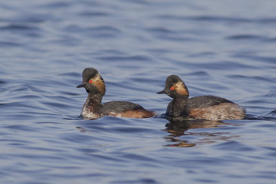 Geoorde Futen / Black-necked Grebes