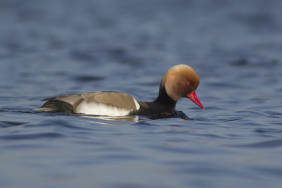 Krooneend / Red-crested Pochard