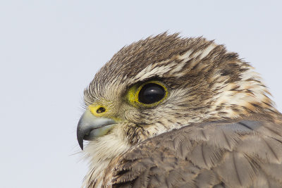 Smelleken / Merlin