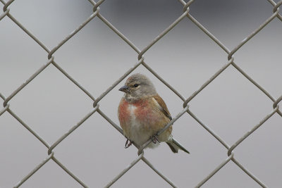 Kneu / Common Linnet