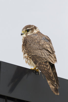 Smelleken / Merlin