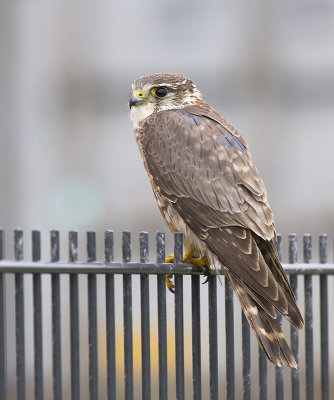 Smelleken / Merlin