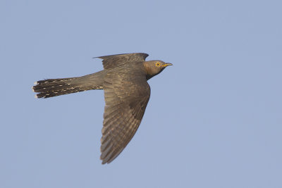 Koekoek / Common Cuckoo