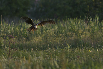 Bruine Kiekendief / Marsh Harrier