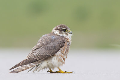 Smelleken / Merlin