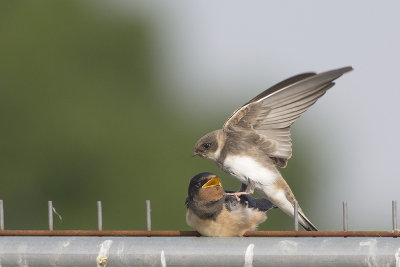 juv. Oeverzwaluw / juv. Sand Martin, met juv. Boerenzwaluw / with juv. Barn Swallow