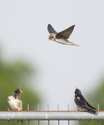 juv. Oeverzwaluw / juv. Sand Martin, met juv. Boerenzwaluwen / with juv. Barn Swallows