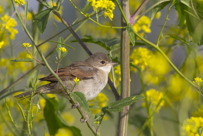 Grasmus / Common Whitethroat