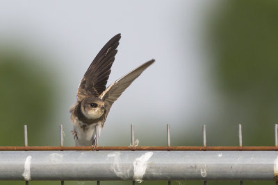 Oeverzwaluw / Sand Martin