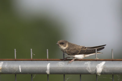 Oeverzwaluw / Sand Martin