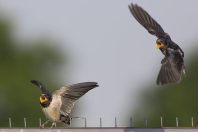 Boerenzwaluwen / Barn Swallows