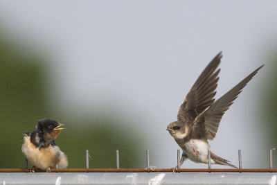 Boerenzwaluw met Oeverzwaluw / Barn Swallow with Sand Martin