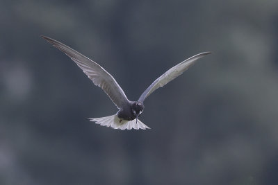 Zwarte Stern / Black Tern