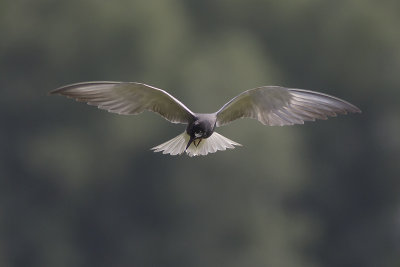 Zwarte Stern / Black Tern