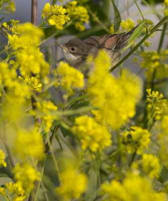 Grasmus / Common Whitethroat