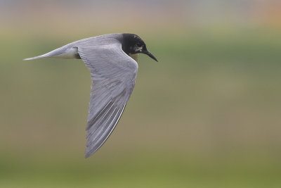Zwarte Stern / Black Tern
