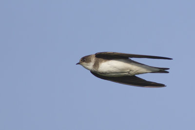 Oeverzwaluw / Sand Martin